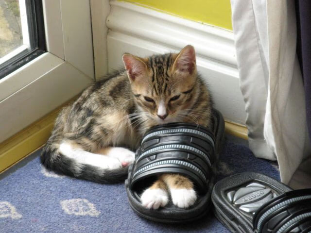 评分拉满的莫兰特,为何带不动流量时代的篮球?